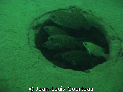 "Looking Out"    These rock bass are having a look outsid... by Jean-Louis Courteau 